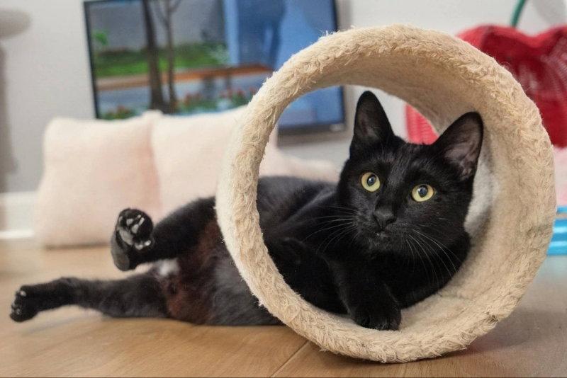 Indigo, Adoptable, Young Female Bombay & Domestic Short Hair.