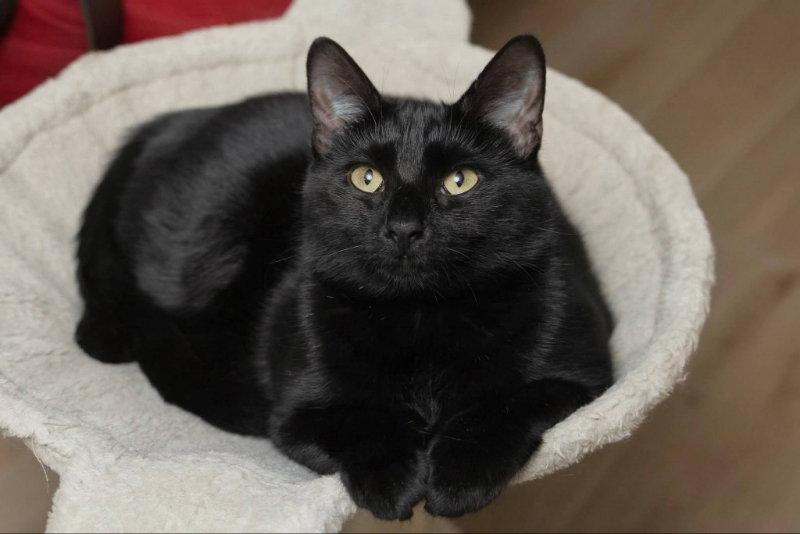 Enlarge Indigo, a Adoptable mixed breed in Knoxville, TN image 2/3