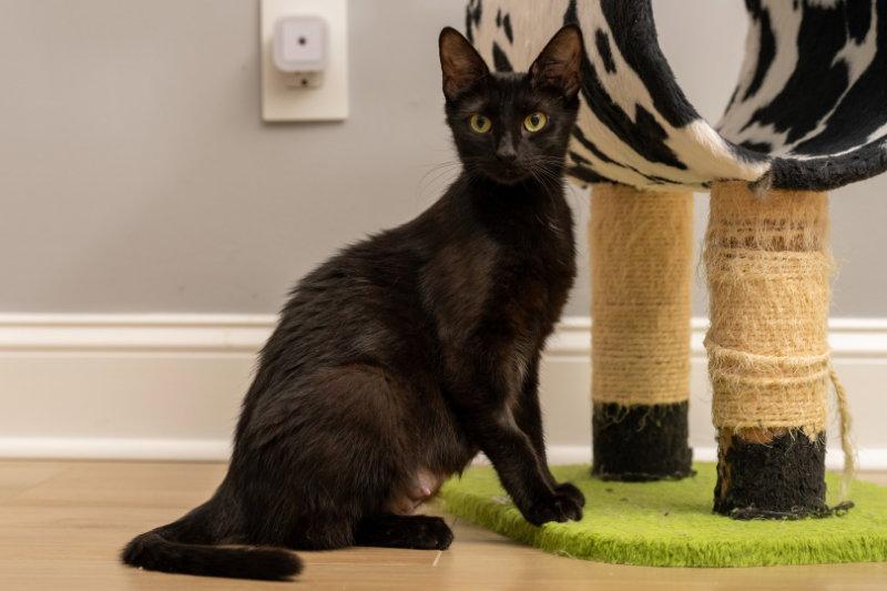 Mama Indigo, a Adoptable mixed breed in Knoxville, TN image 2/3