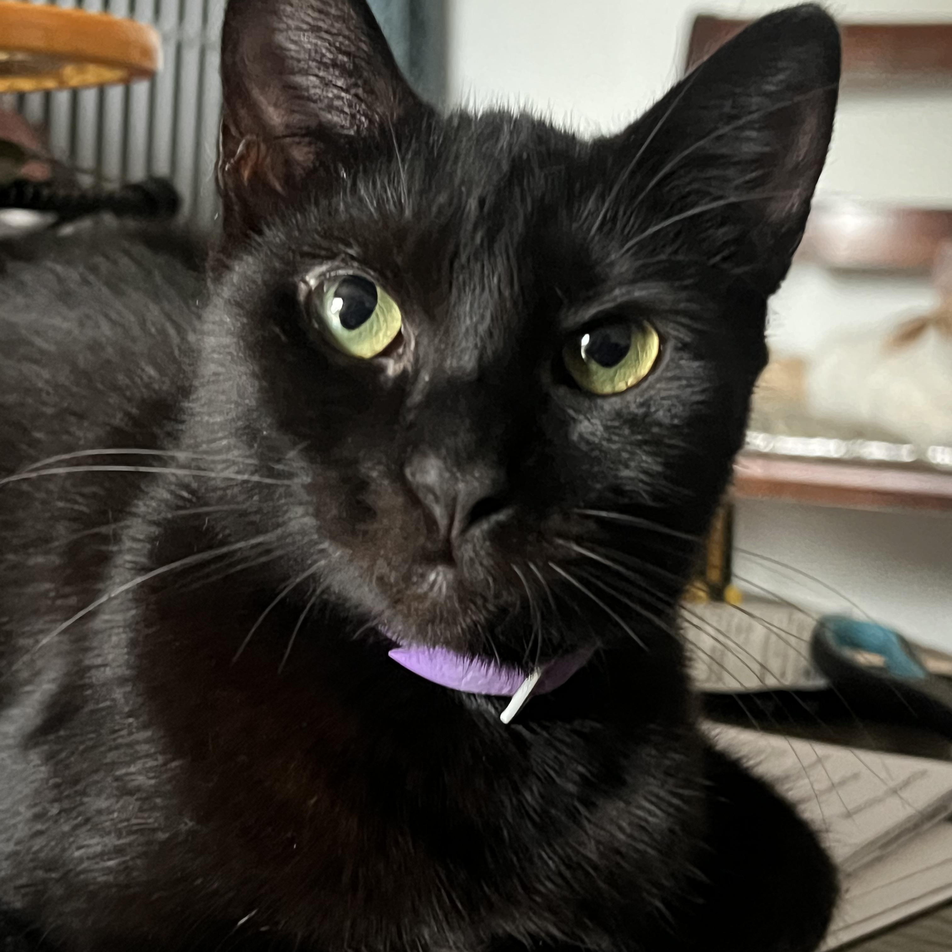 Pepsi, Adoptable, Adult Female Domestic Short Hair.