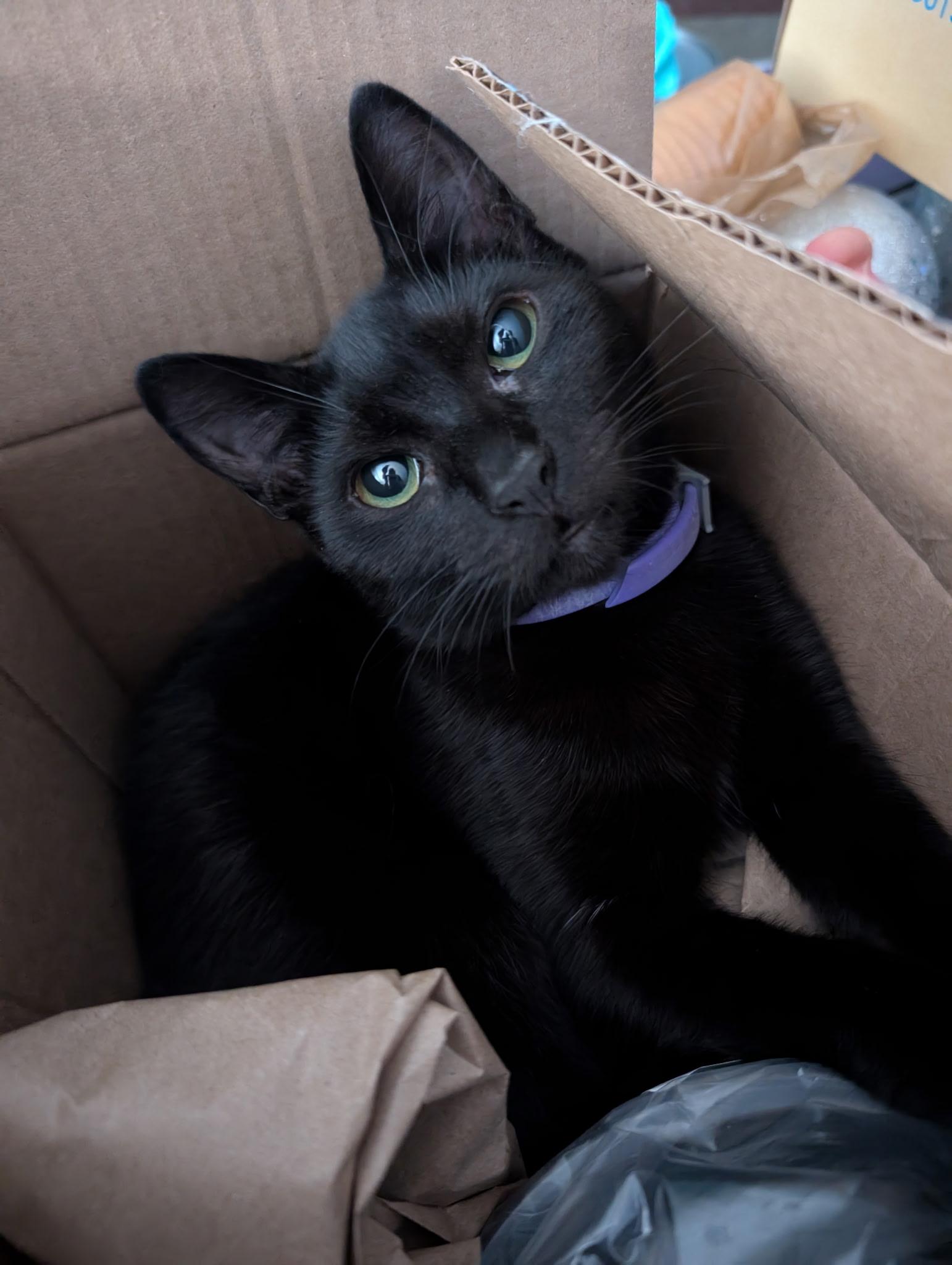 Enlarge Pepsi, a Adoptable Domestic Short Hair in San Jose, CA image 1/3