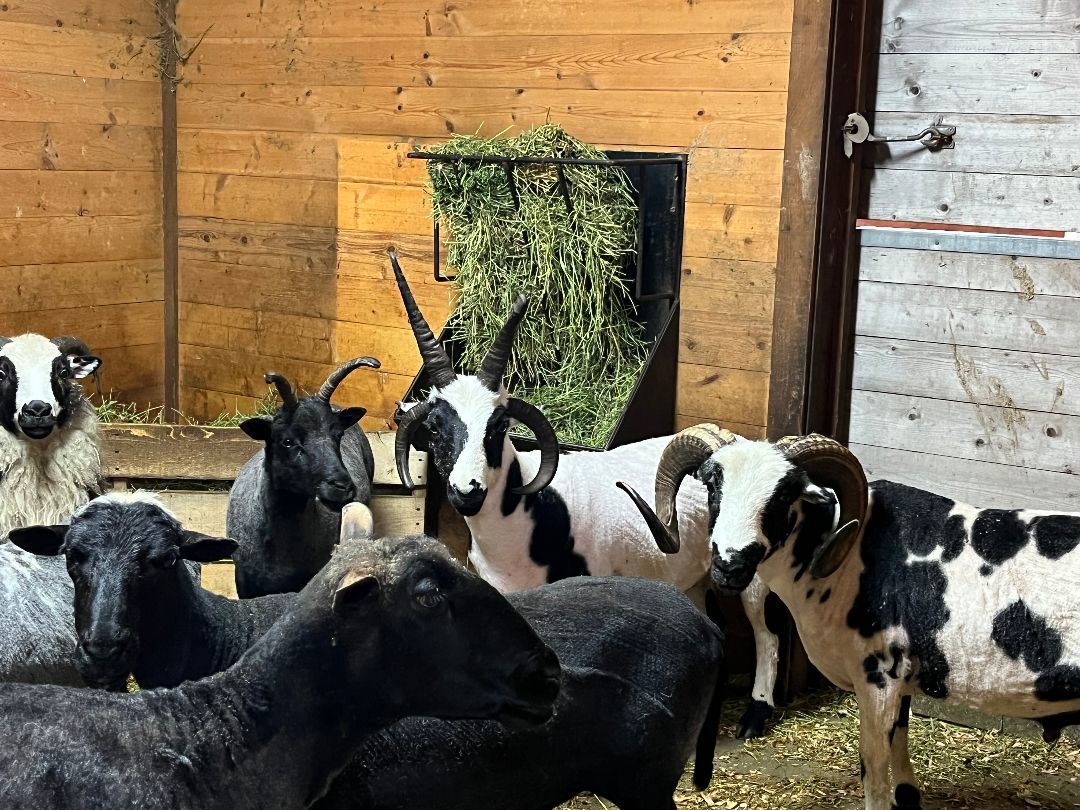 Enlarge Mary, a Adoptable Sheep in Quilcene, WA image 1/1