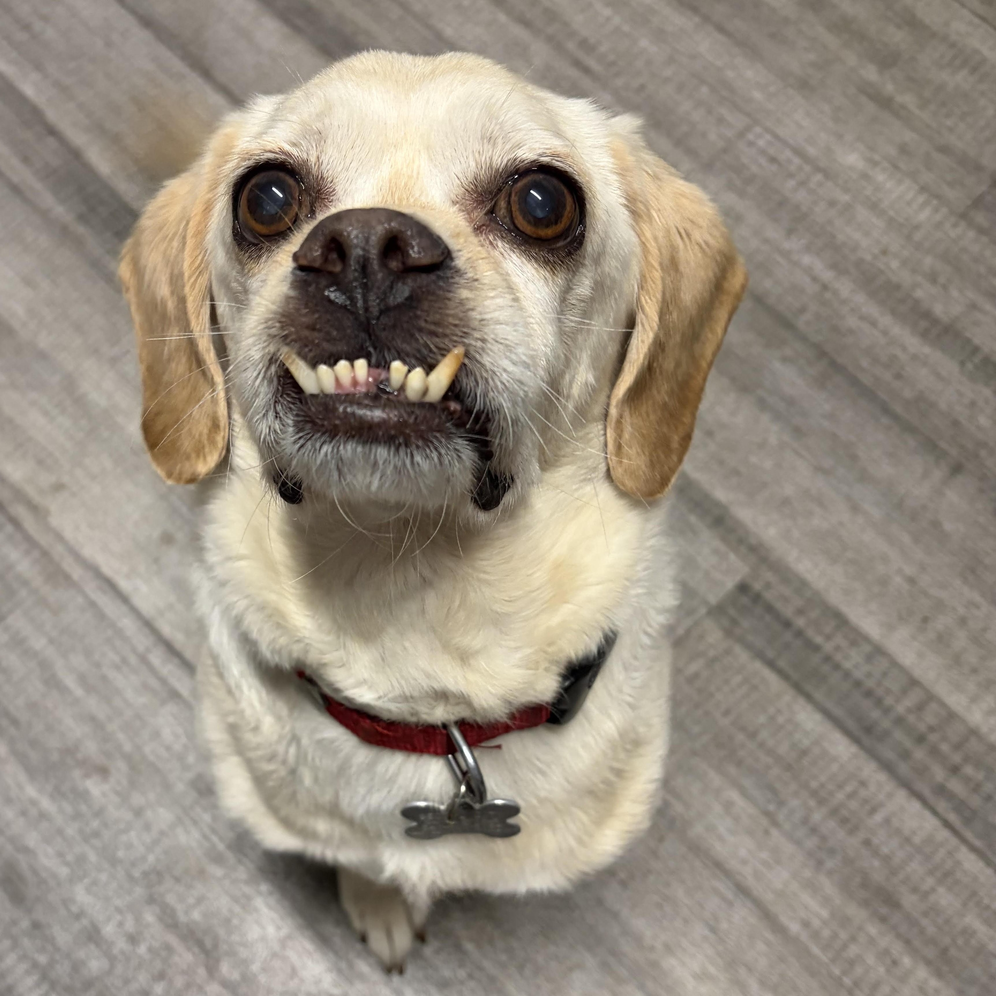 Gru, an adoptable mixed breed in Palatine, IL image 3/6