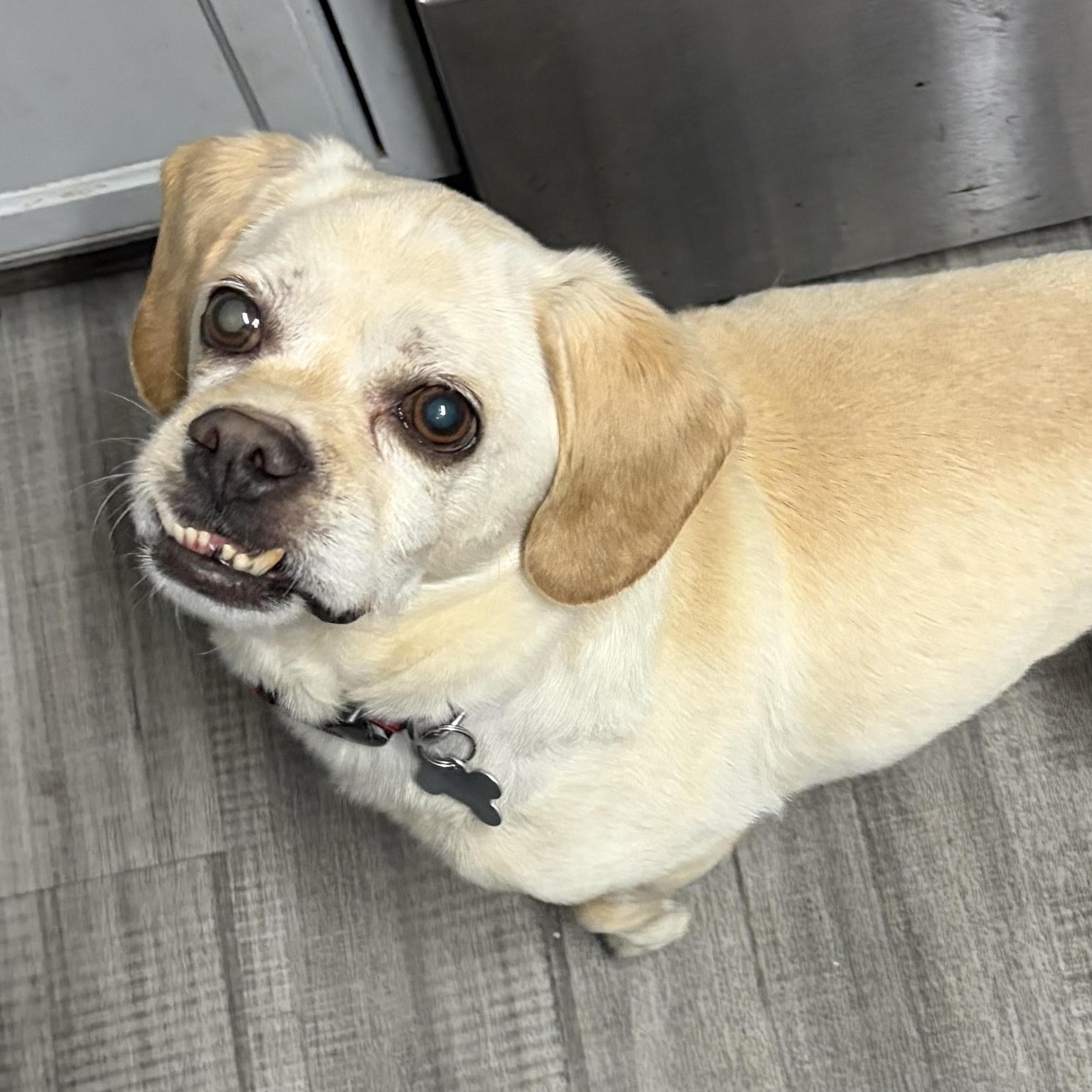 Gru, an adoptable mixed breed in Palatine, IL image 4/6