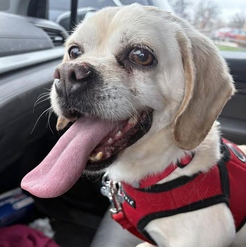 Gru, an adoptable mixed breed in Palatine, IL image 5/6