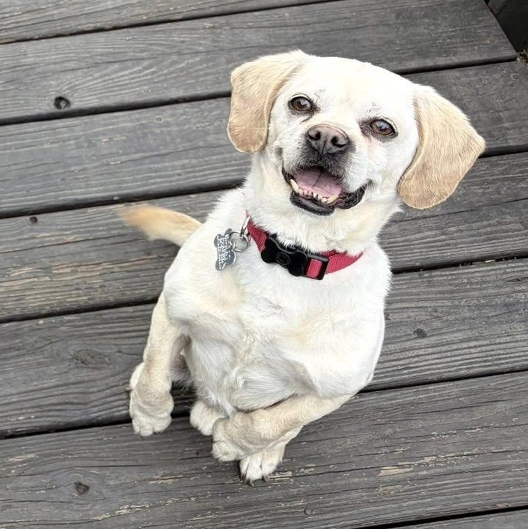 Gru, an adoptable mixed breed in Palatine, IL image 6/6