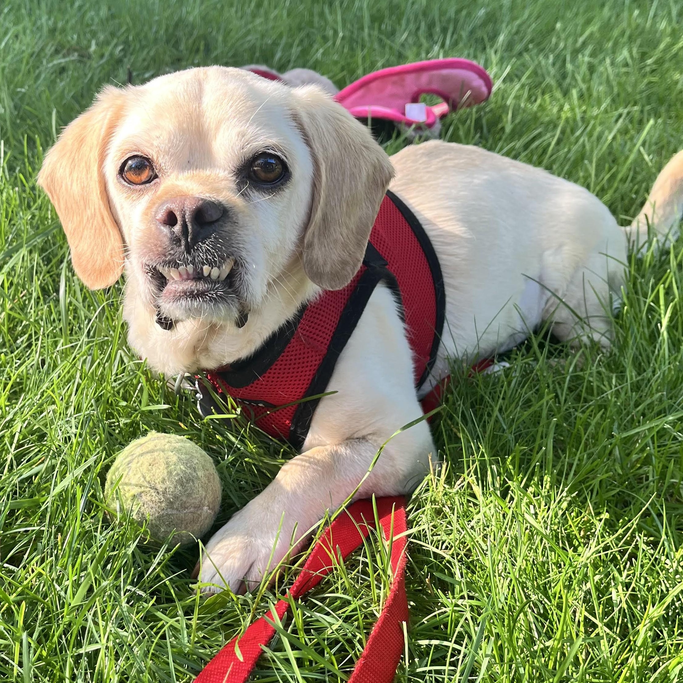 Gru, an adoptable mixed breed in Palatine, IL image 2/6