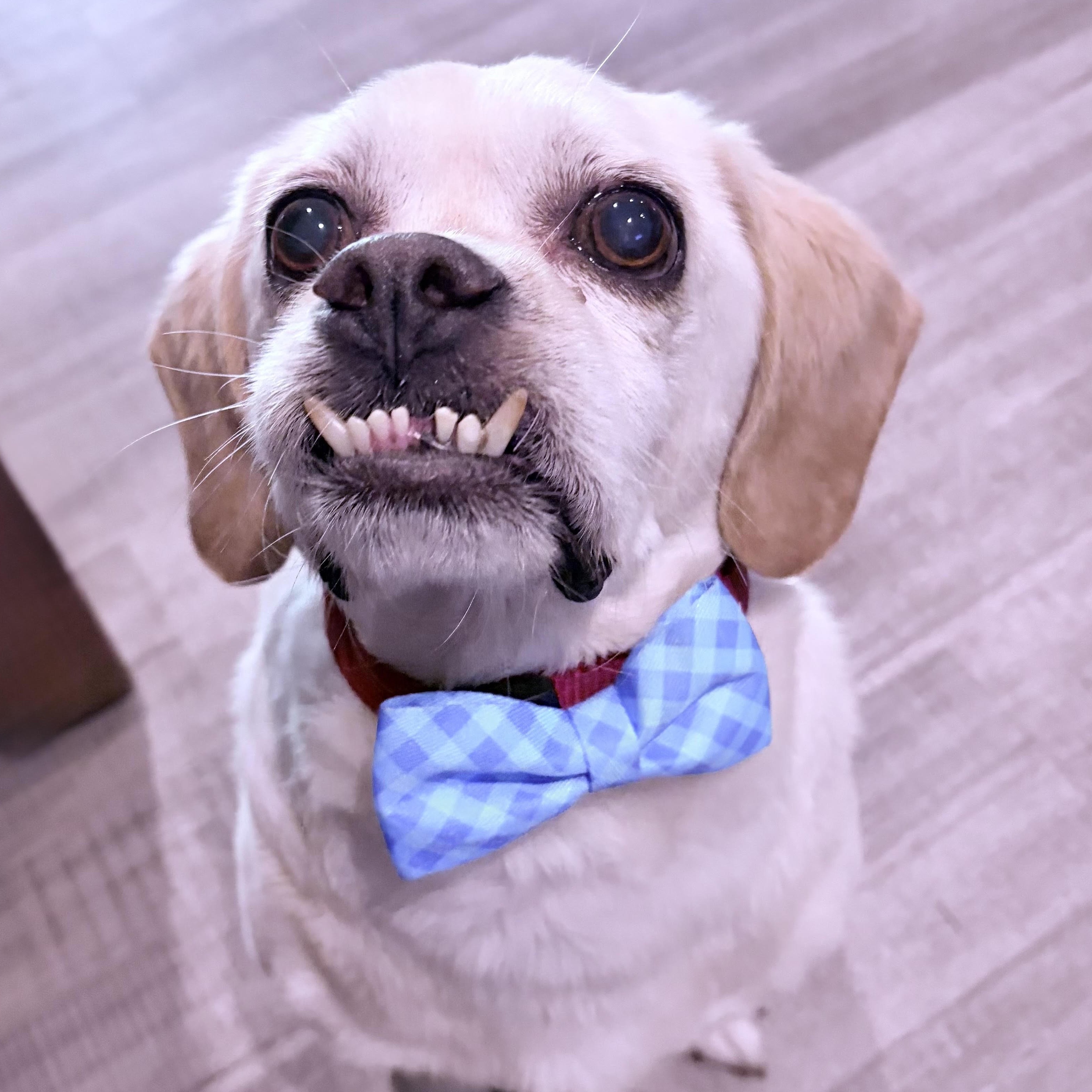 Gru, adoptable, Adult Male Pug & Mixed Breed.