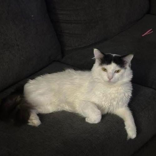 Meow, Adoptable, Adult Male Domestic Medium Hair.