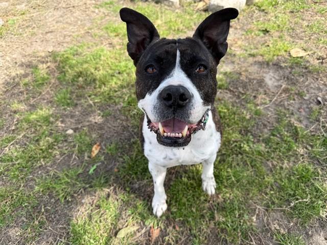 CALLIE, Adoptable, Adult Female Boxer & Mixed Breed.