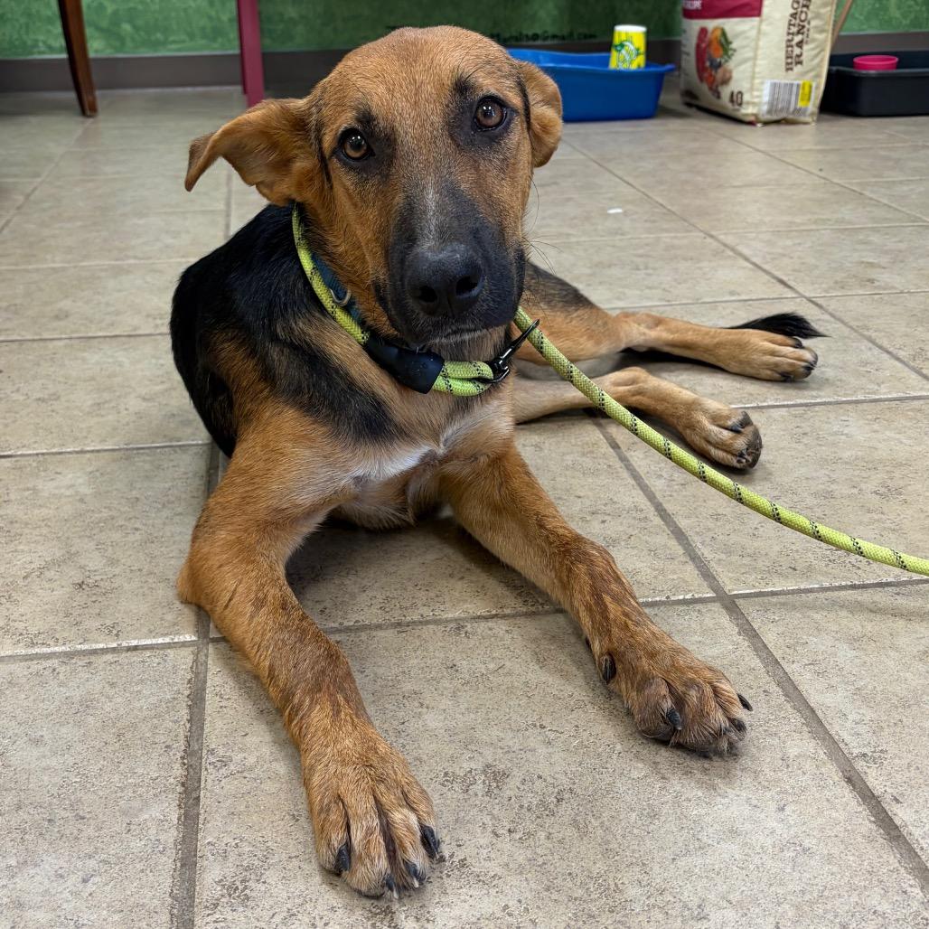 Enlarge Fred, a Adoptable mixed breed in Palestine, TX image 1/1