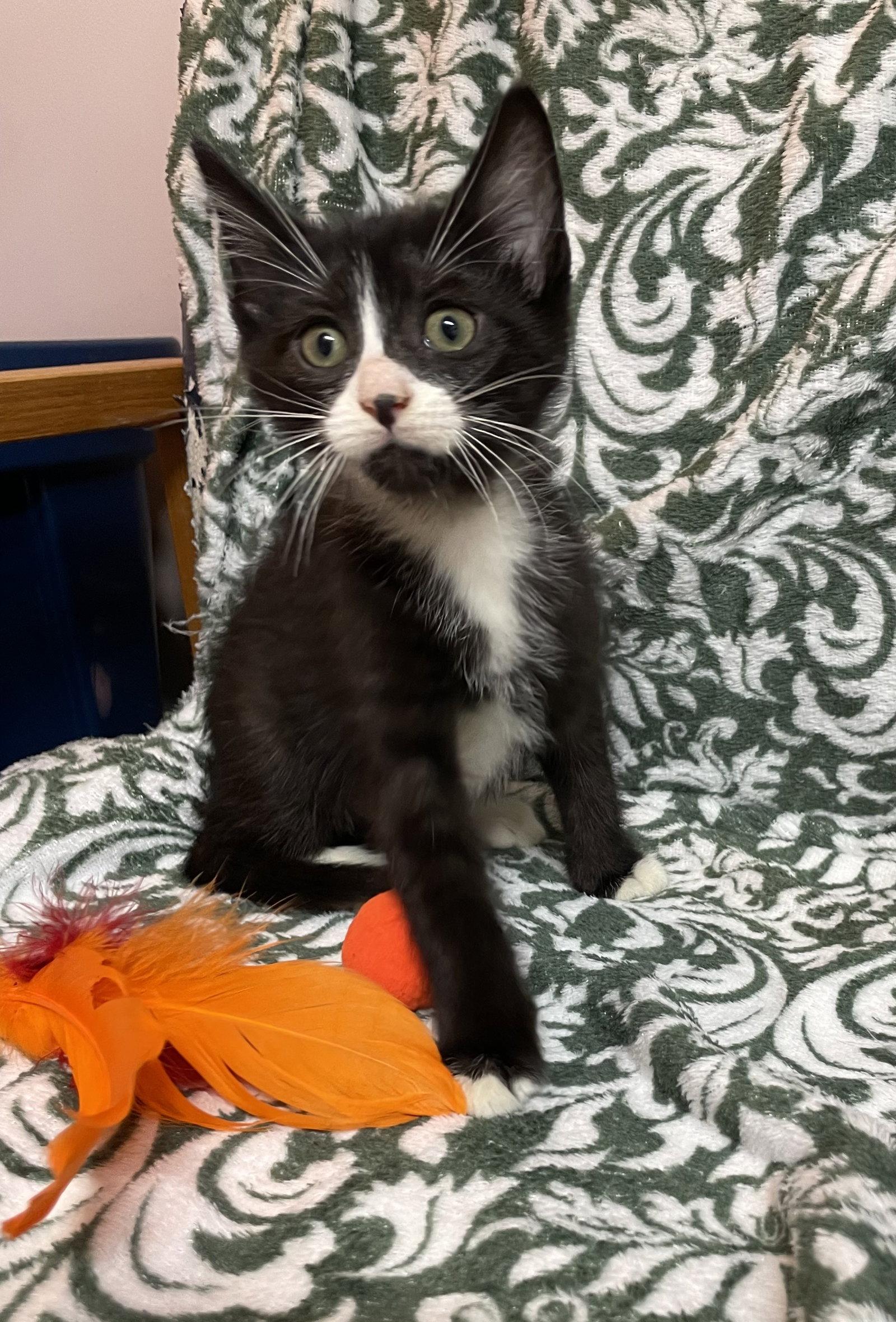 Padre, Adoptable, Kitten Male Domestic Medium Hair.