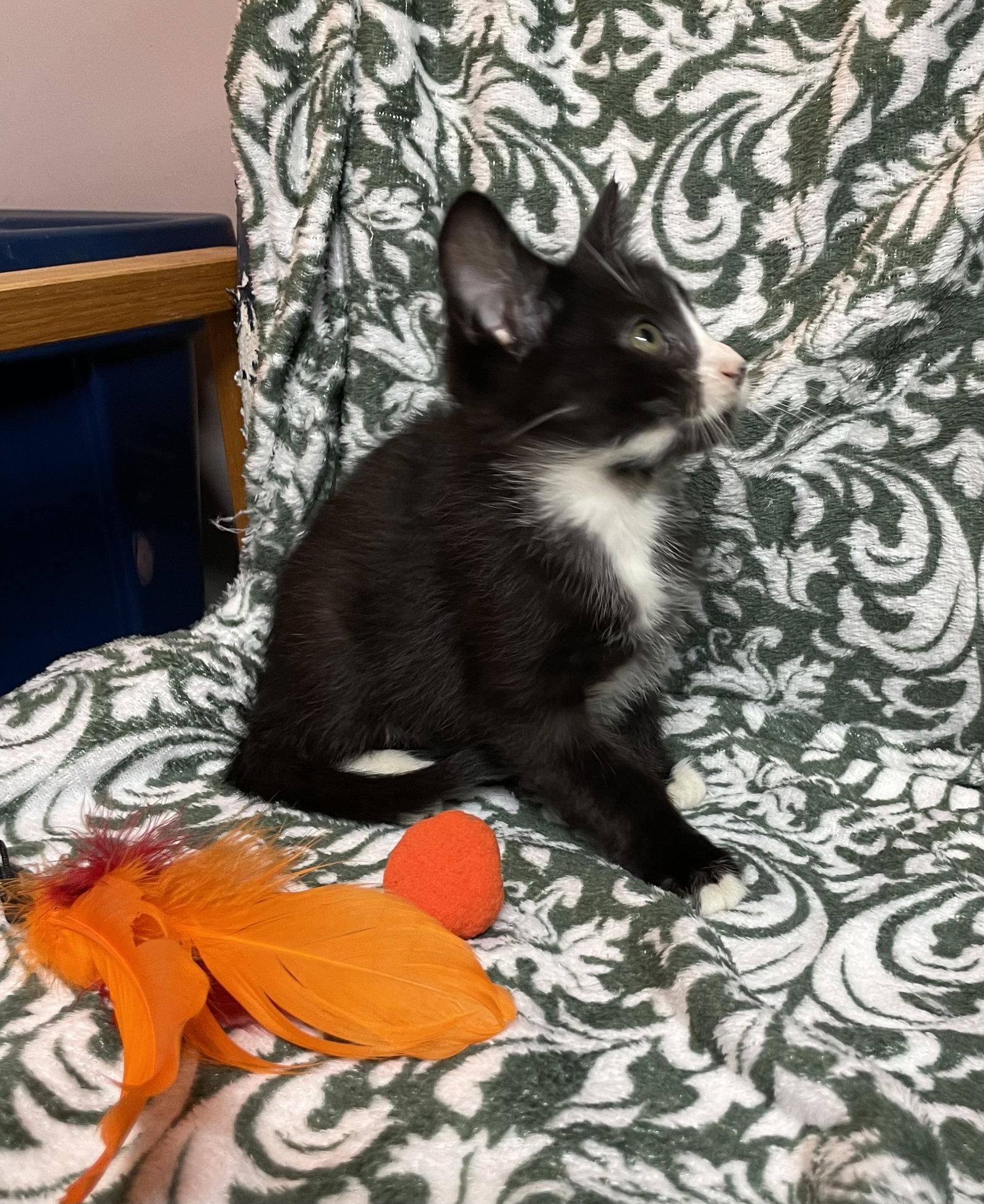 Enlarge Padre, a Adoptable Domestic Medium Hair in Stover, MO image 2/3