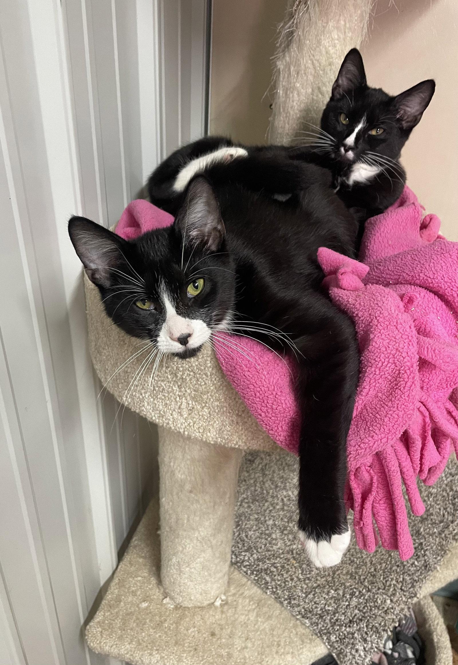 Enlarge Padre, a Adoptable Domestic Medium Hair in Stover, MO image 2/3