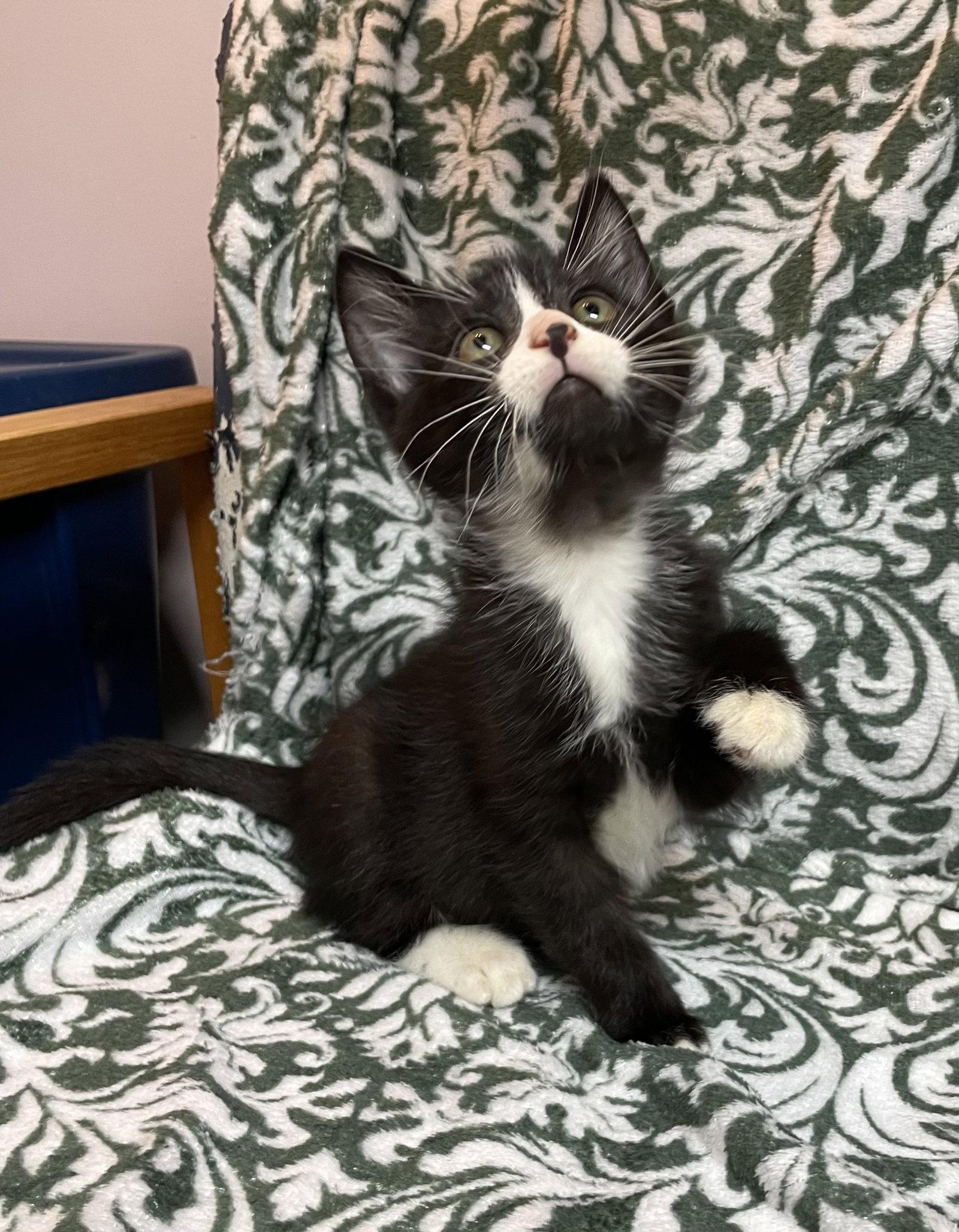Enlarge Padre, a Adoptable Domestic Medium Hair in Stover, MO image 3/3