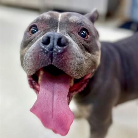 Dory- #50253, ADOPTABLE, Adult Female Pit Bull Terrier & French Bulldog.