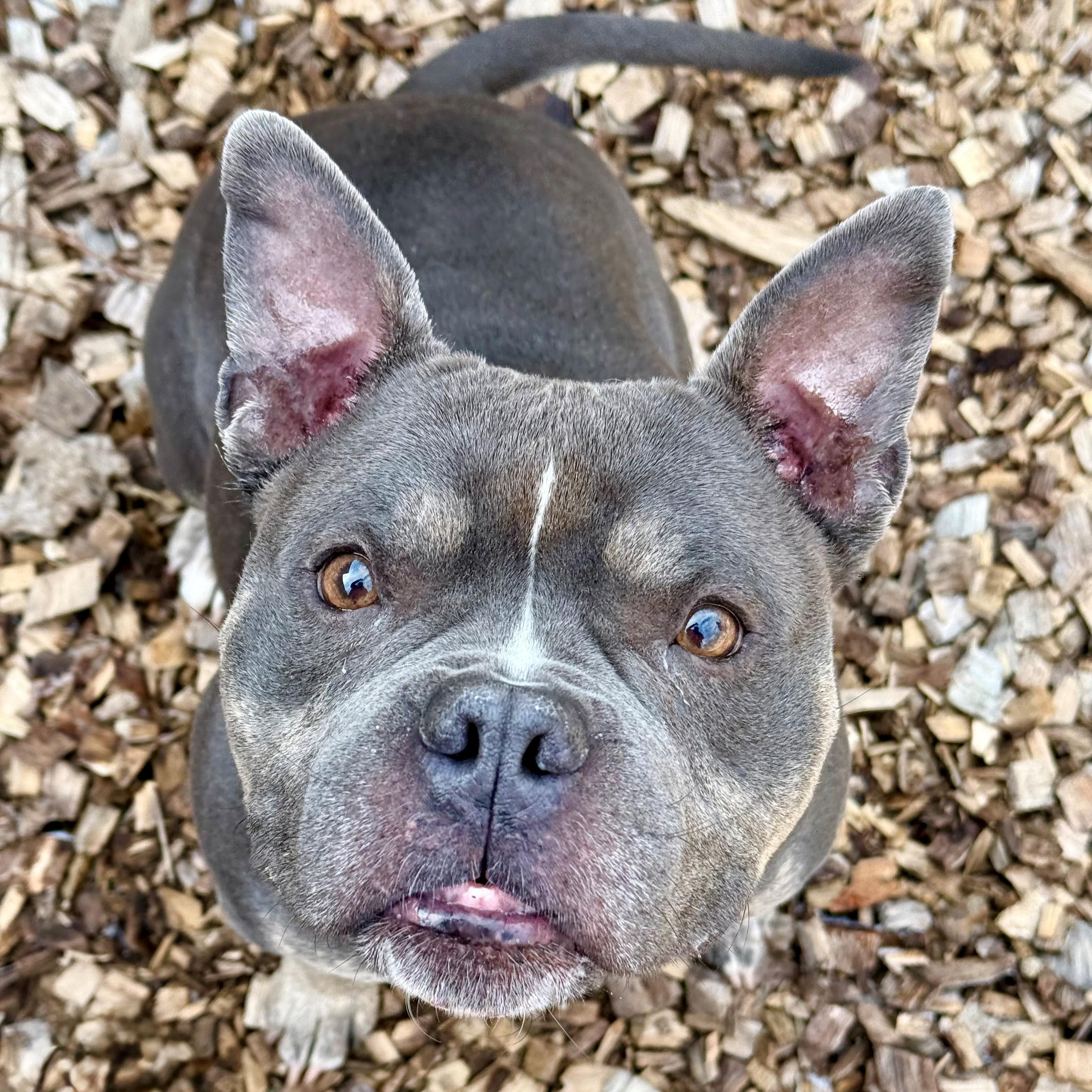 Dory- #50253, ADOPTABLE, Adult Female Pit Bull Terrier & French Bulldog.