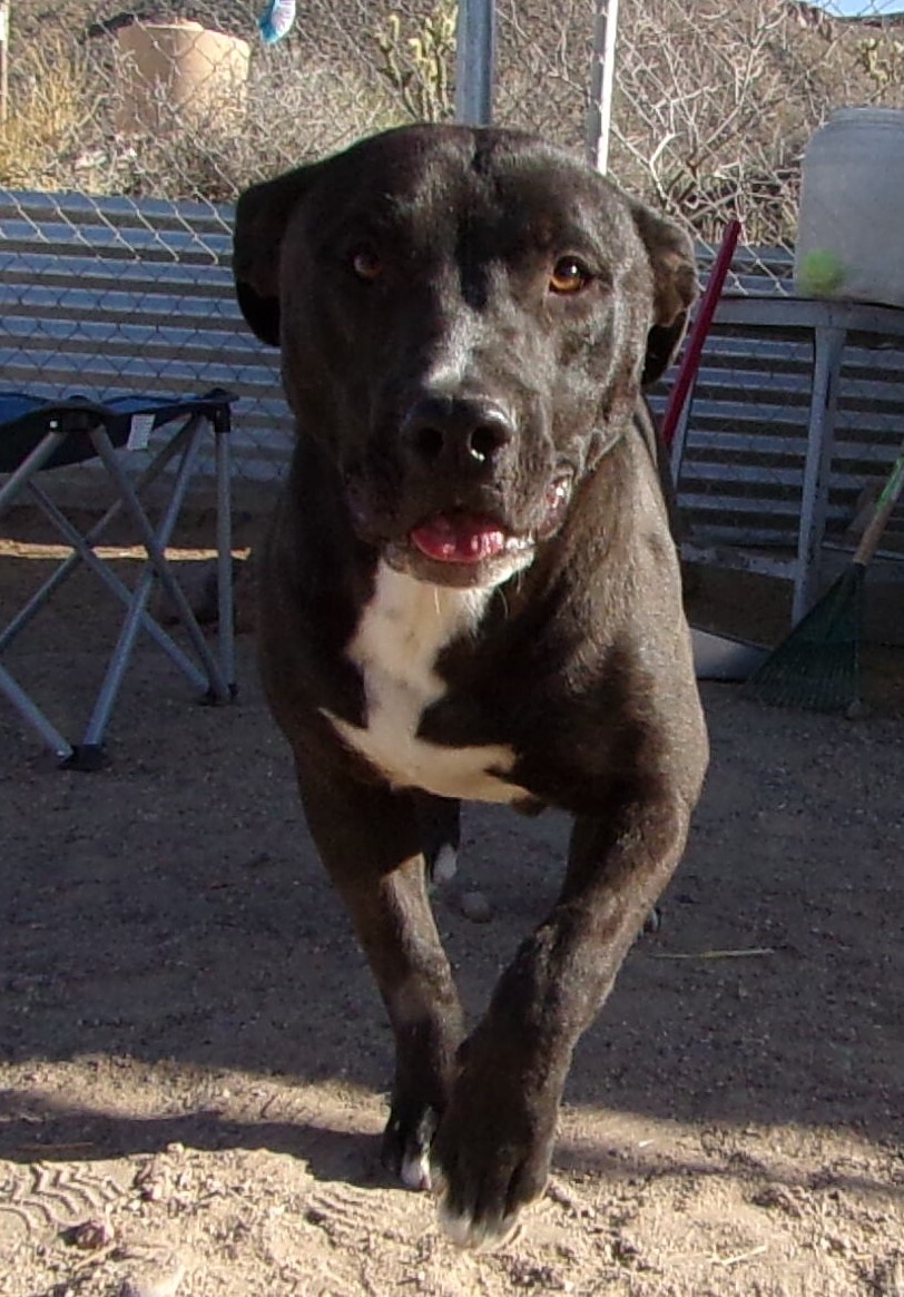 Enlarge Jakob, a Adoptable mixed breed in Golden Valley, AZ image 1/1