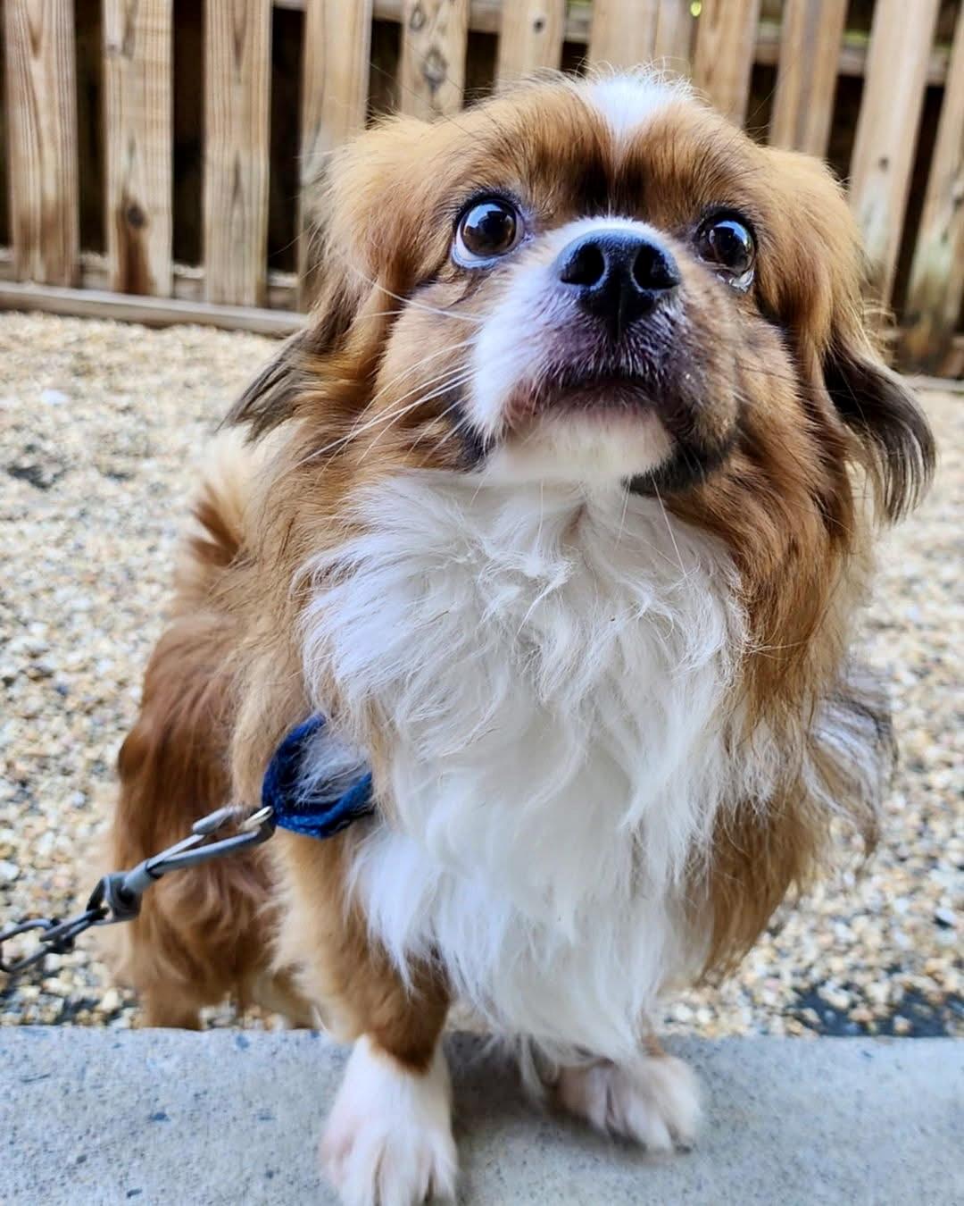 Jude, a Adoptable mixed breed in SUFFOLK, VA image 1/3