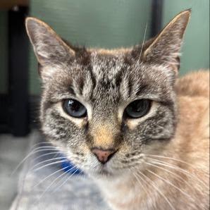 Pearl, Adoptable, Senior Female Siamese.