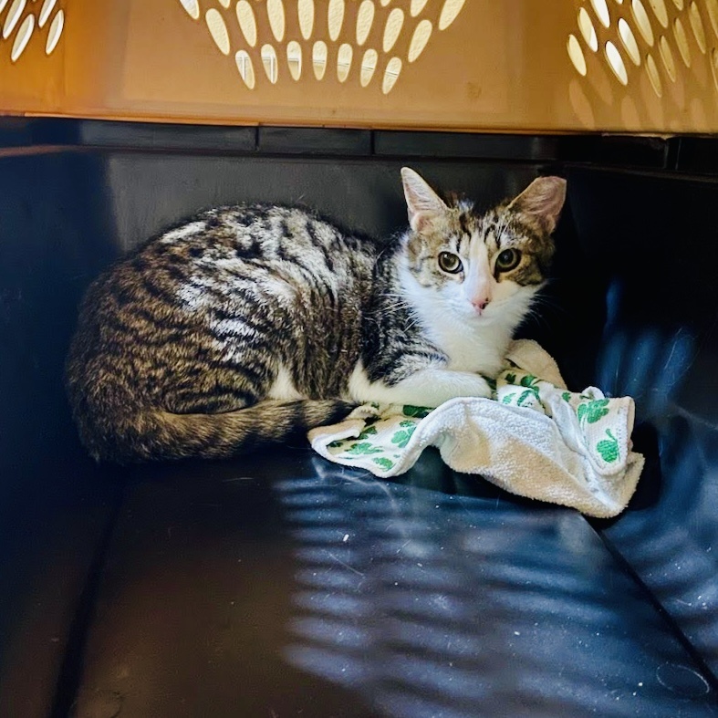 Purr-Simmen, a Adoptable Domestic Short Hair in LITTLE MOUNTAIN, SC image 3/3