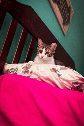 Purr-Simmen, a Adoptable Domestic Short Hair in LITTLE MOUNTAIN, SC image 1/3