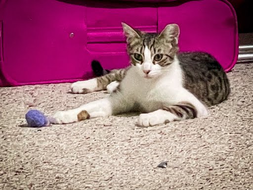 Purr-Simmen, a Adoptable Domestic Short Hair in LITTLE MOUNTAIN, SC image 2/3