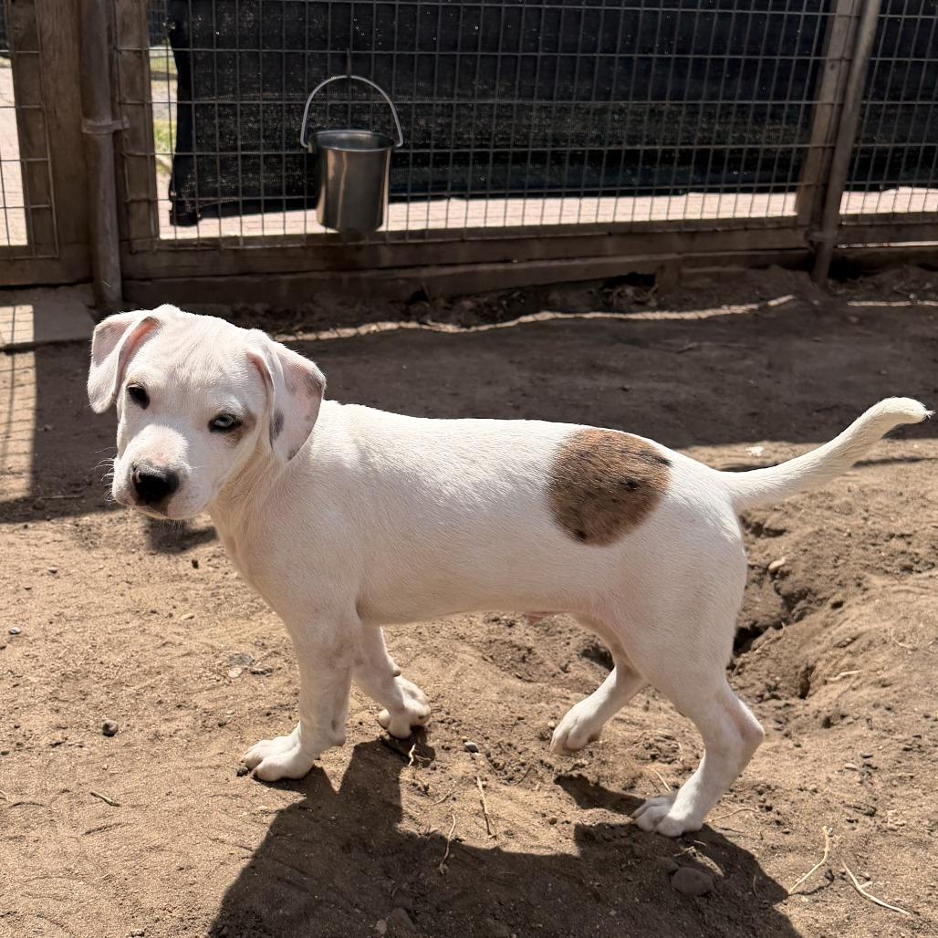 Brew, Adoptable, Puppy Male Boxer & Catahoula Leopard Dog.