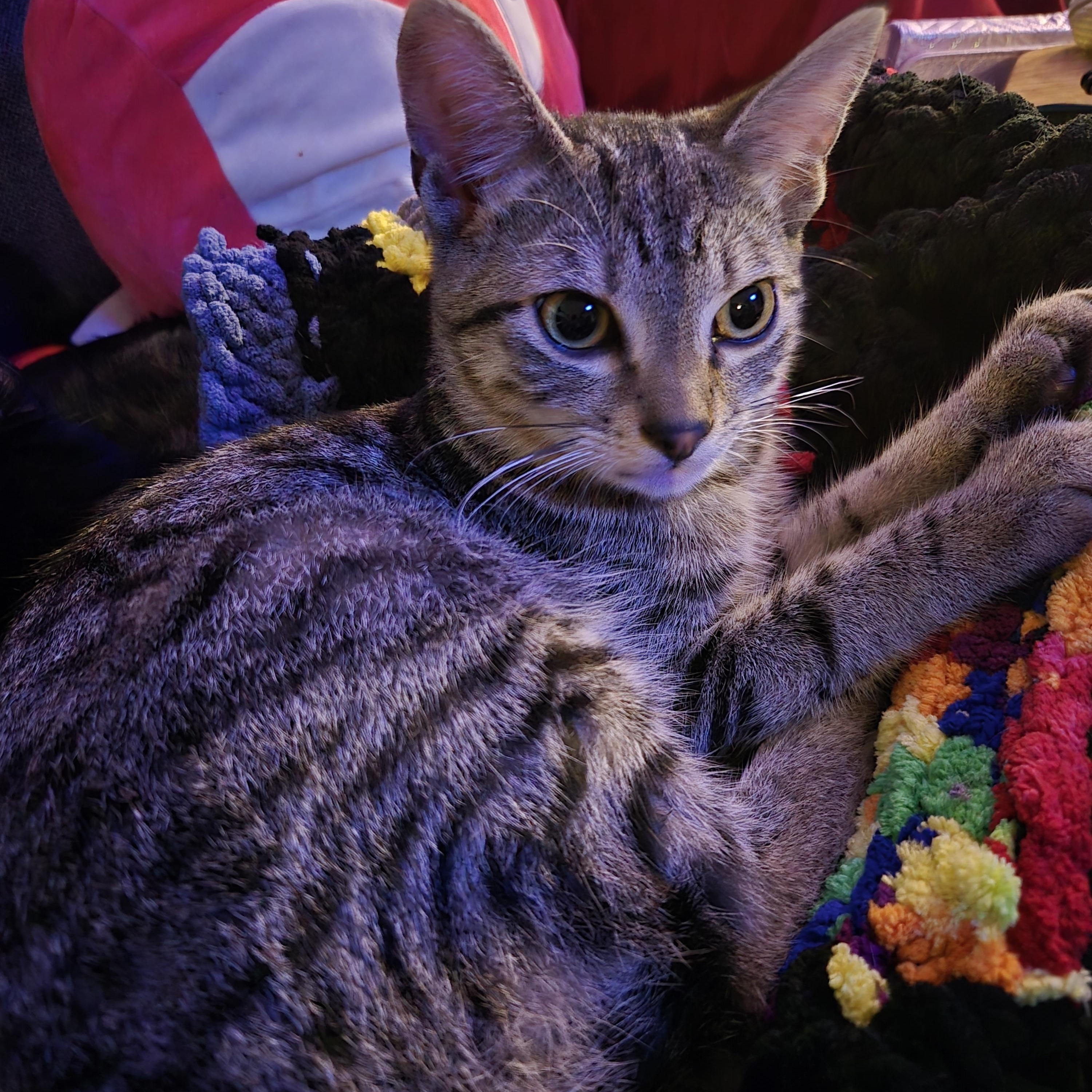 Tiger Millionaire, a Adoptable Tabby in Eugene, OR image 1/4