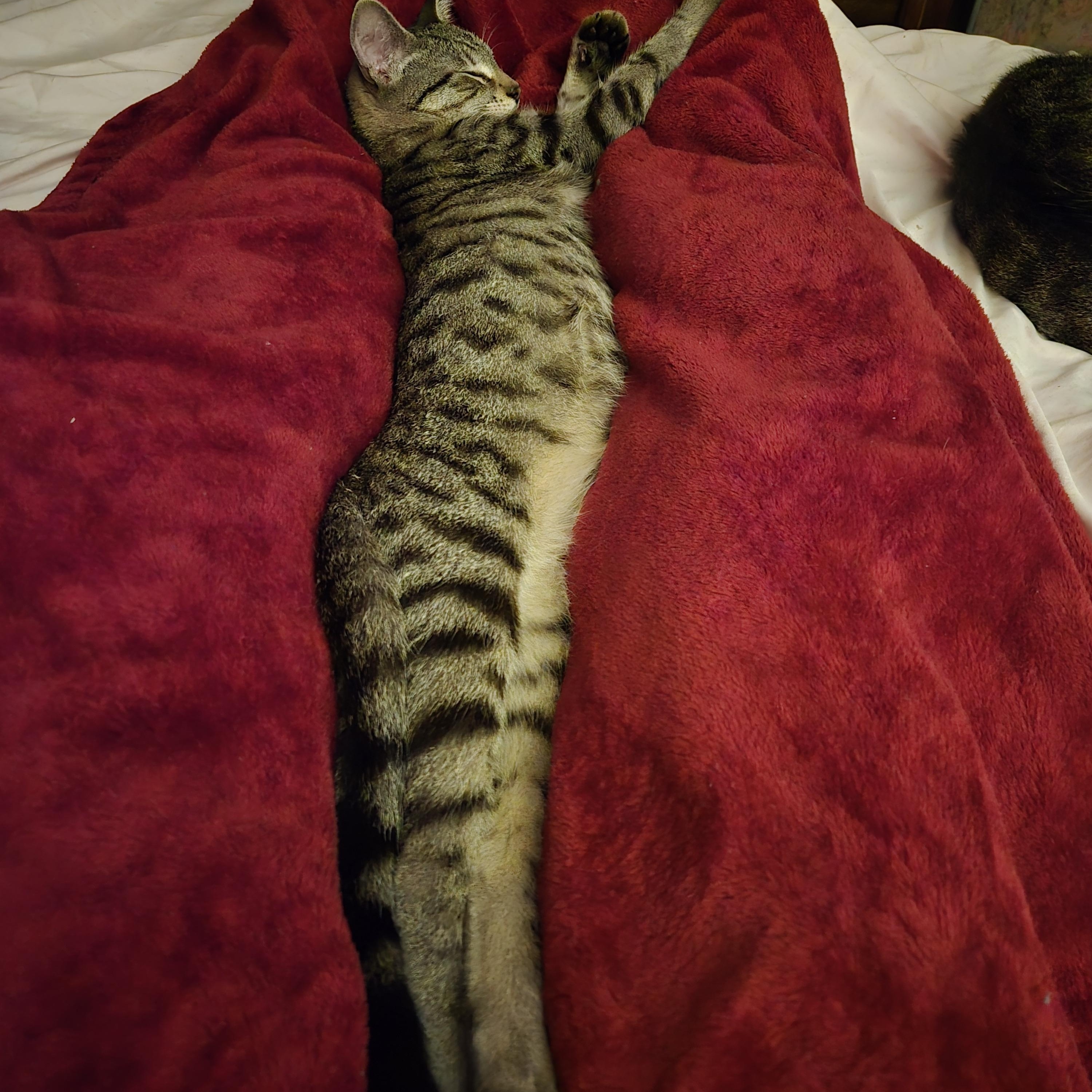 Tiger Millionaire, Adoptable, Young Male Tabby.