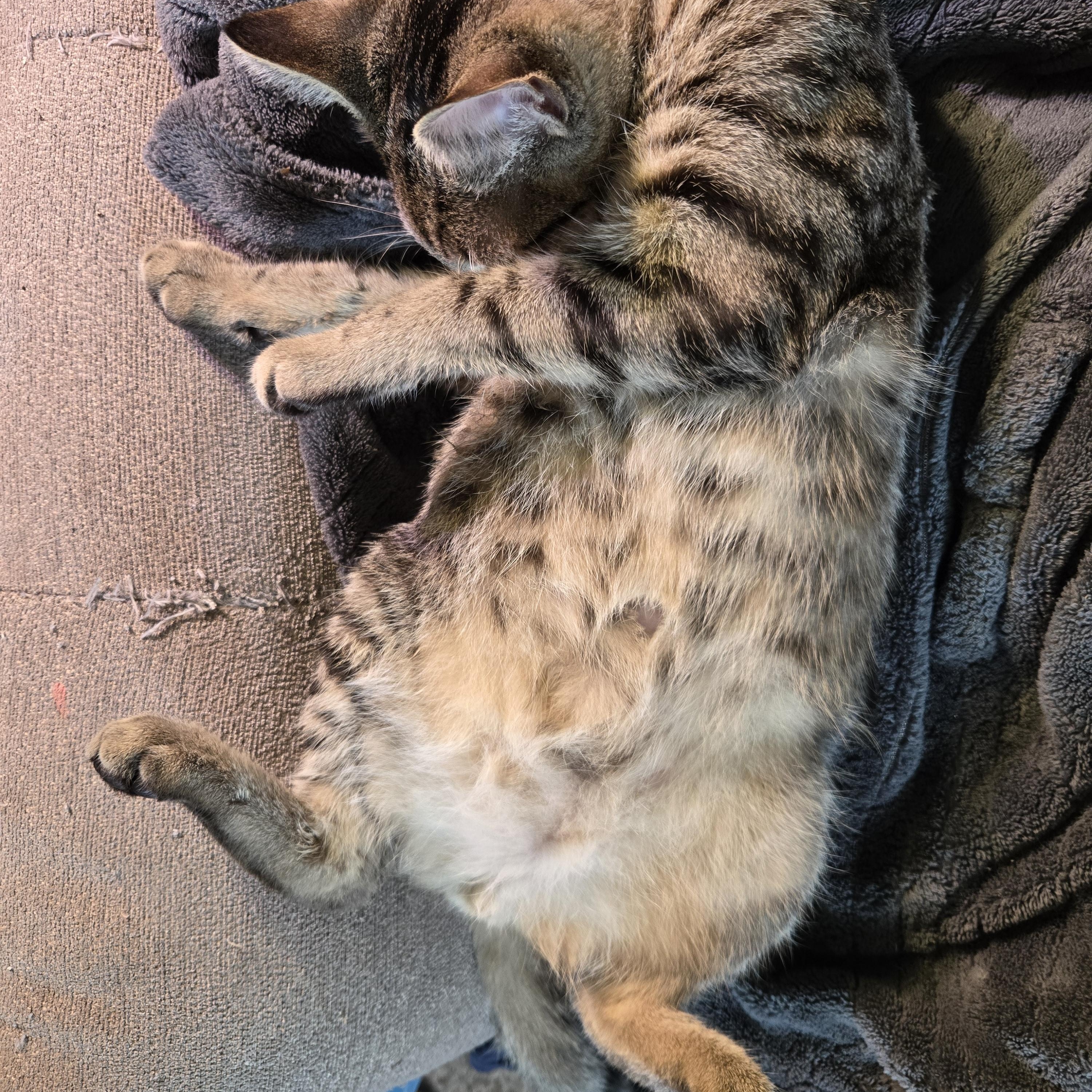 Tiger Millionaire, a Adoptable Tabby in Eugene, OR image 3/4