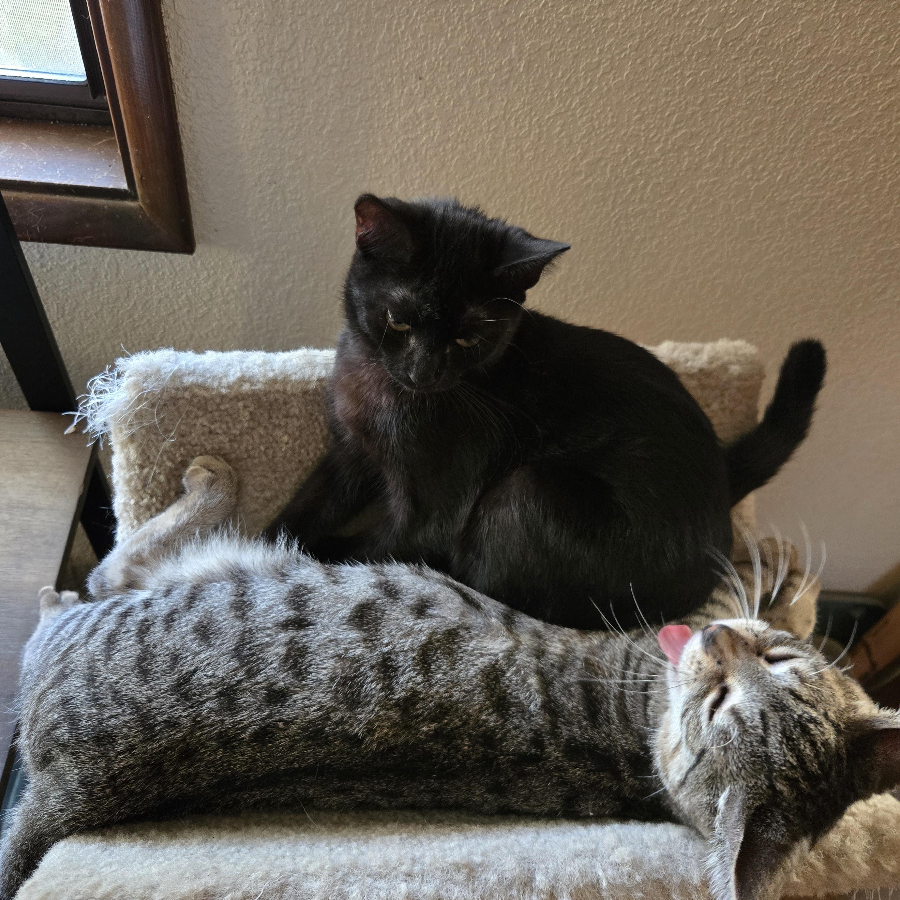 Tiger Millionaire, a Adoptable Tabby in Eugene, OR image 4/4