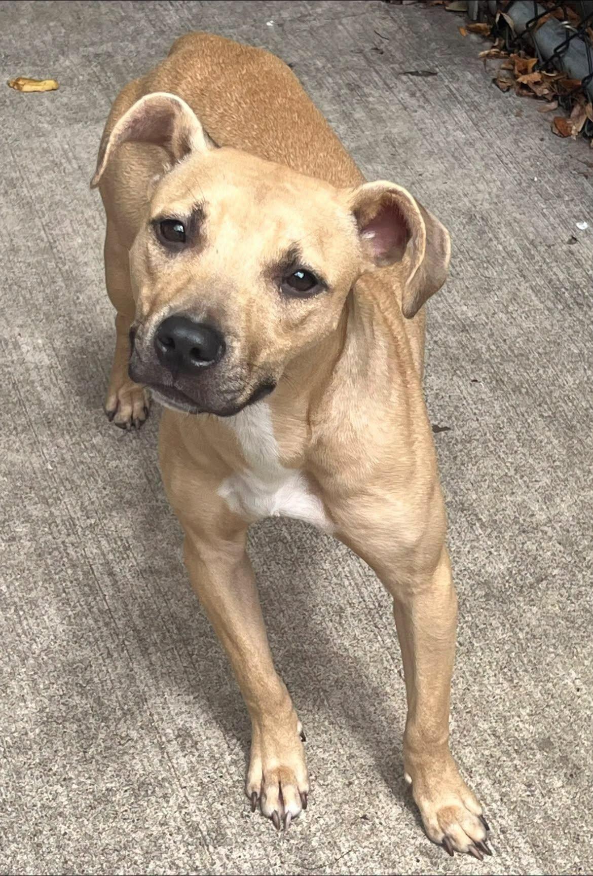 Poppyseed, Adoptable, Young Female Pit Bull Terrier.