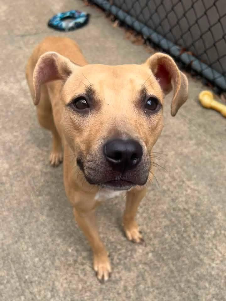 Enlarge Poppyseed, a Adoptable Pit Bull Terrier in Crete, IL image 2/2