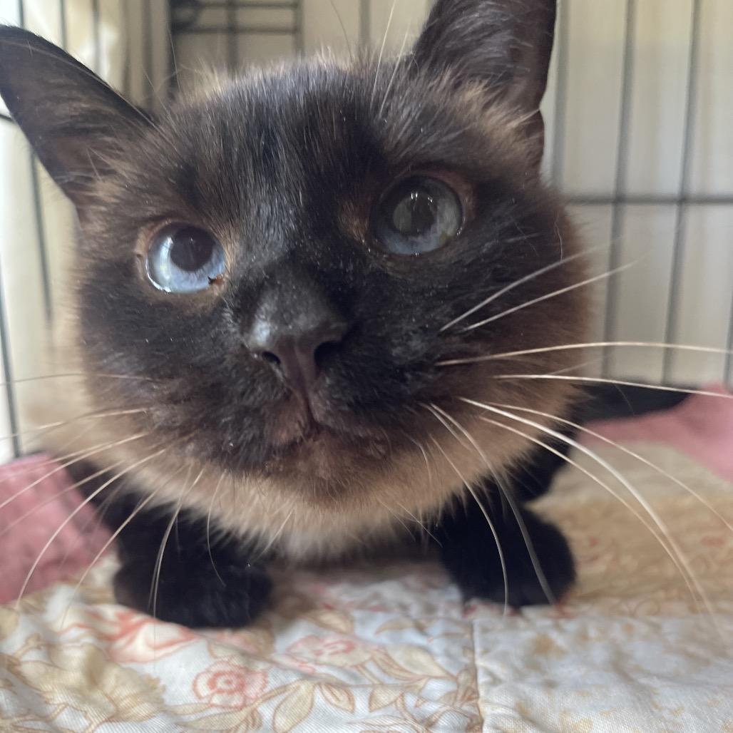 Enlarge Renu/Noni, a Adoptable Siamese in Valdosta , GA image 1/6