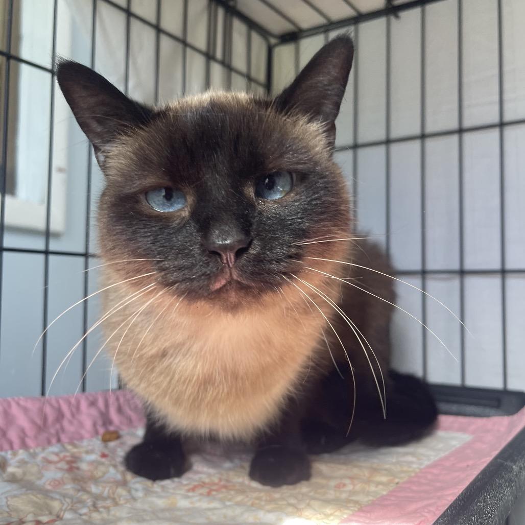 Enlarge Renu/Noni, a Adoptable Siamese in Valdosta , GA image 2/6