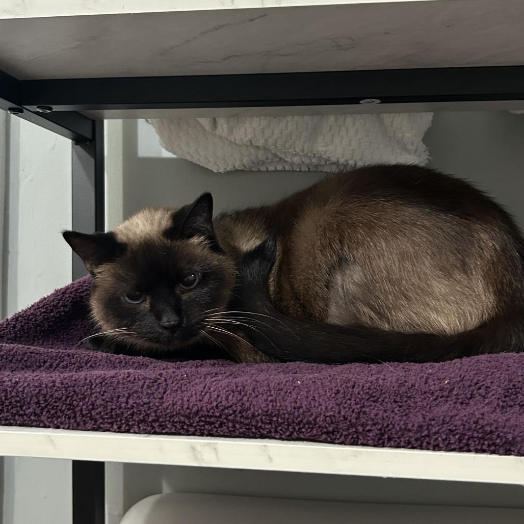 Enlarge Renu/Noni, a Adoptable Siamese in Valdosta , GA image 3/6