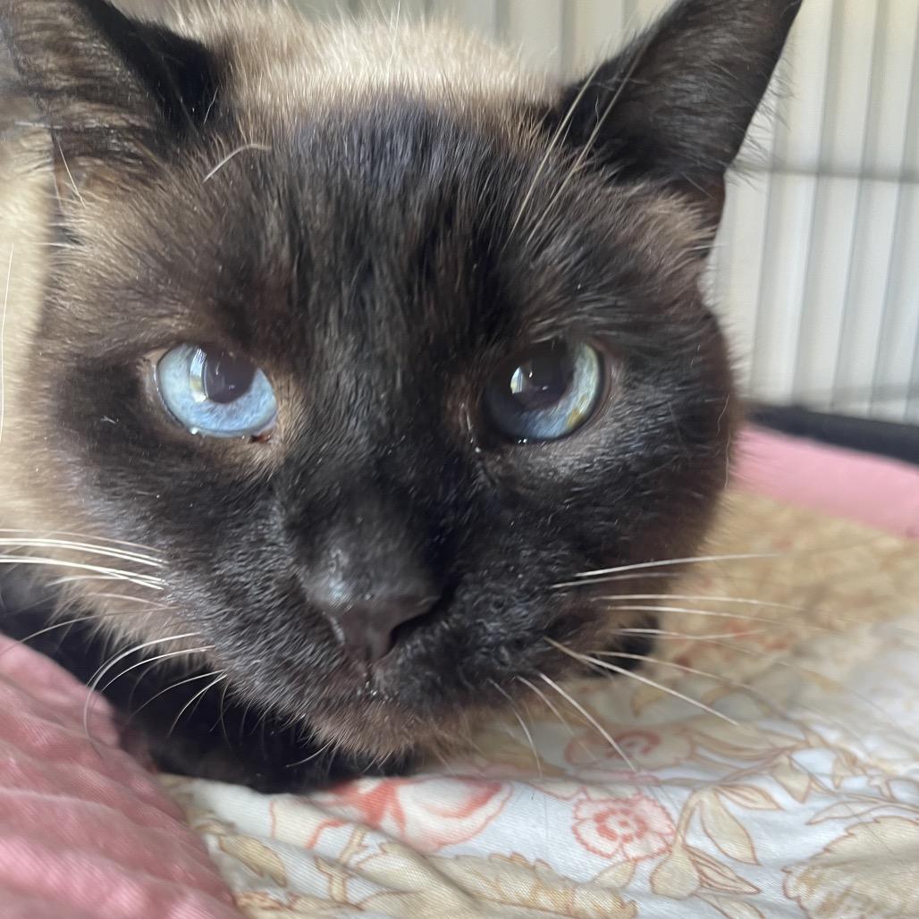 Enlarge Renu/Noni, a Adoptable Siamese in Valdosta , GA image 4/6