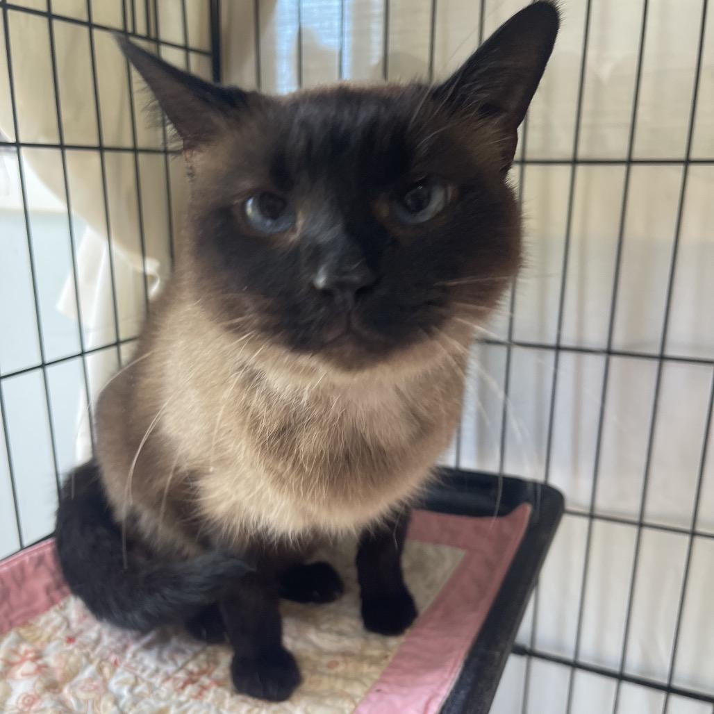 Enlarge Renu/Noni, a Adoptable Siamese in Valdosta , GA image 5/6