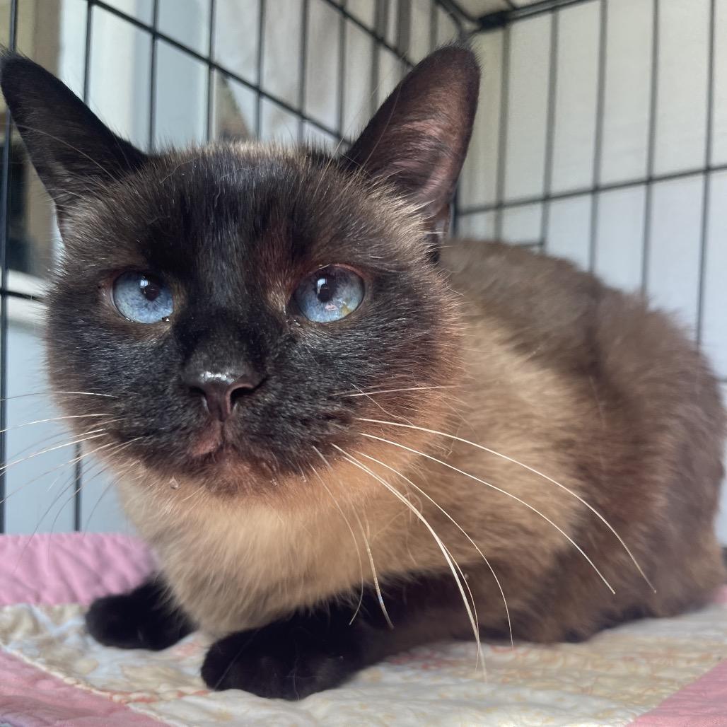 Enlarge Renu/Noni, a Adoptable Siamese in Valdosta , GA image 6/6