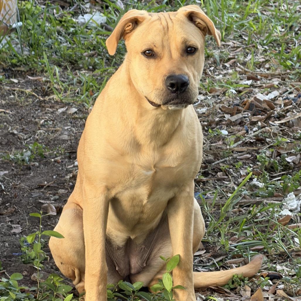 Enlarge Lily, a Adoptable Terrier in Harlingen, TX image 1/6
