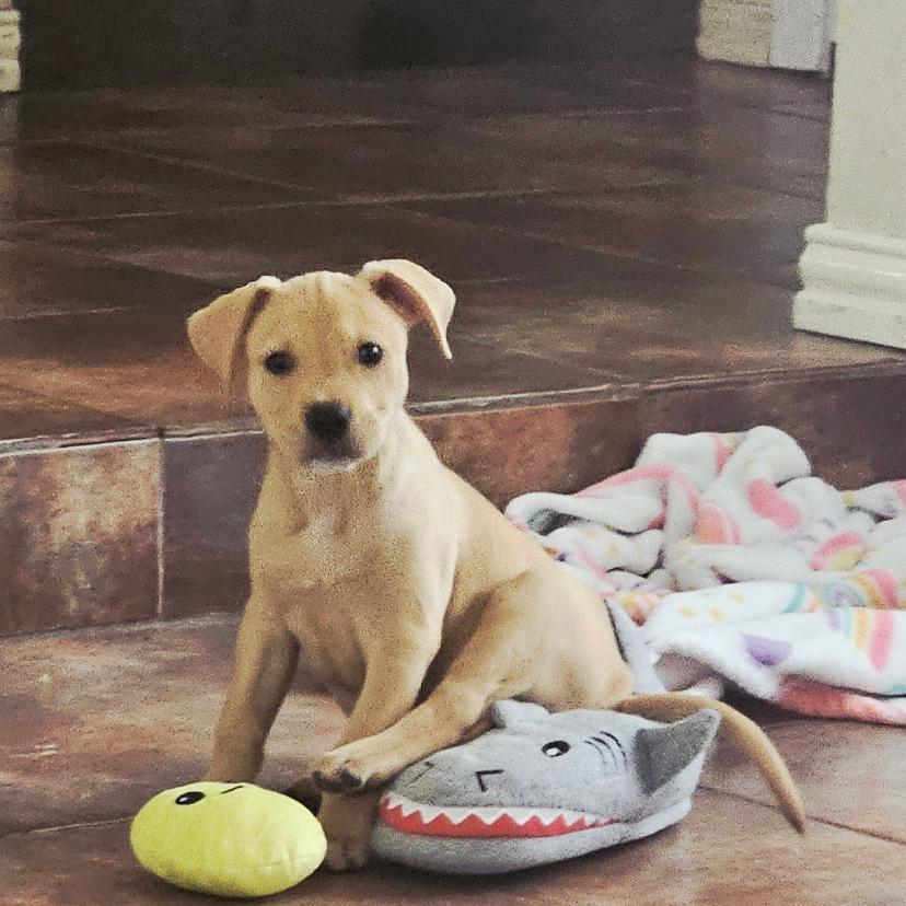 Enlarge Lily, a Adoptable Terrier in Harlingen, TX image 2/6