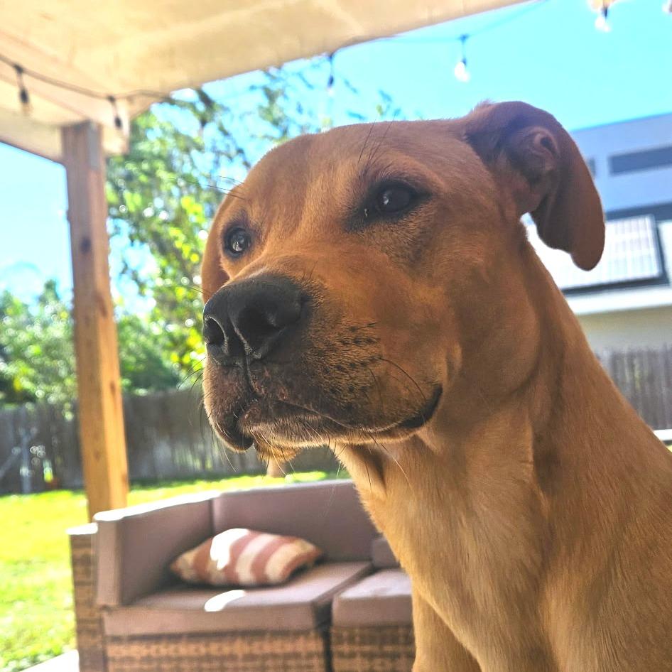 Enlarge Lily, a Adoptable Terrier in Harlingen, TX image 3/6