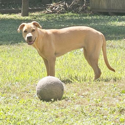 Enlarge Lily, a Adoptable Terrier in Harlingen, TX image 5/6