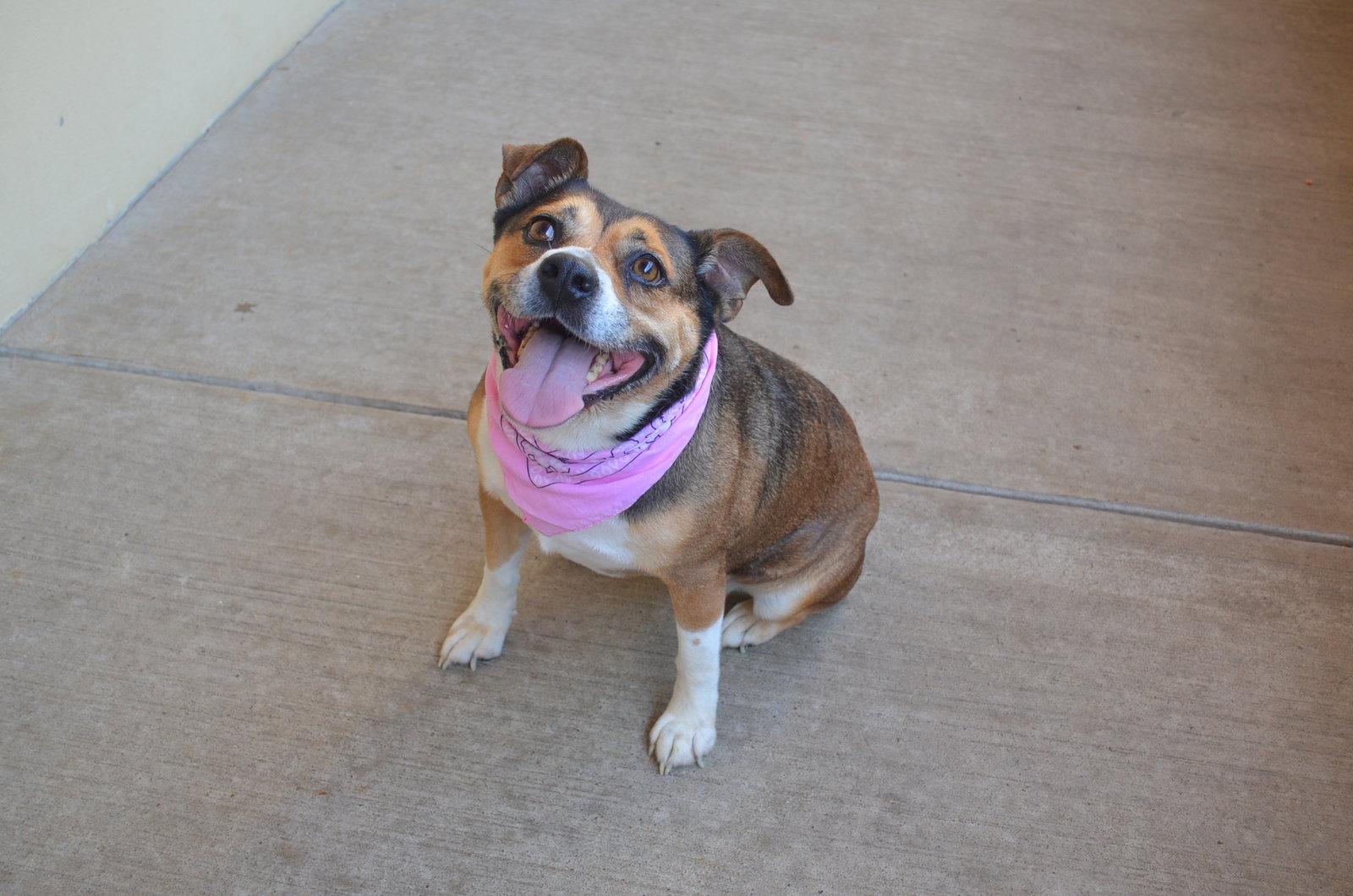 Pup Cup, Adoptable, Young Female Mixed Breed.