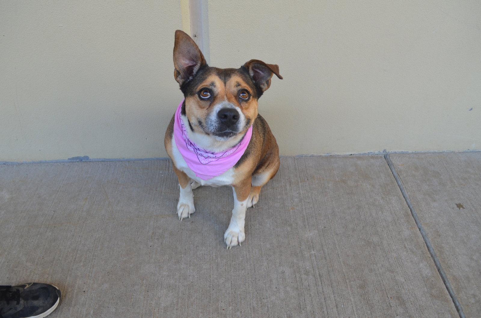 Pup Cup, a Adoptable Mixed Breed in McKinney, TX image 2/3