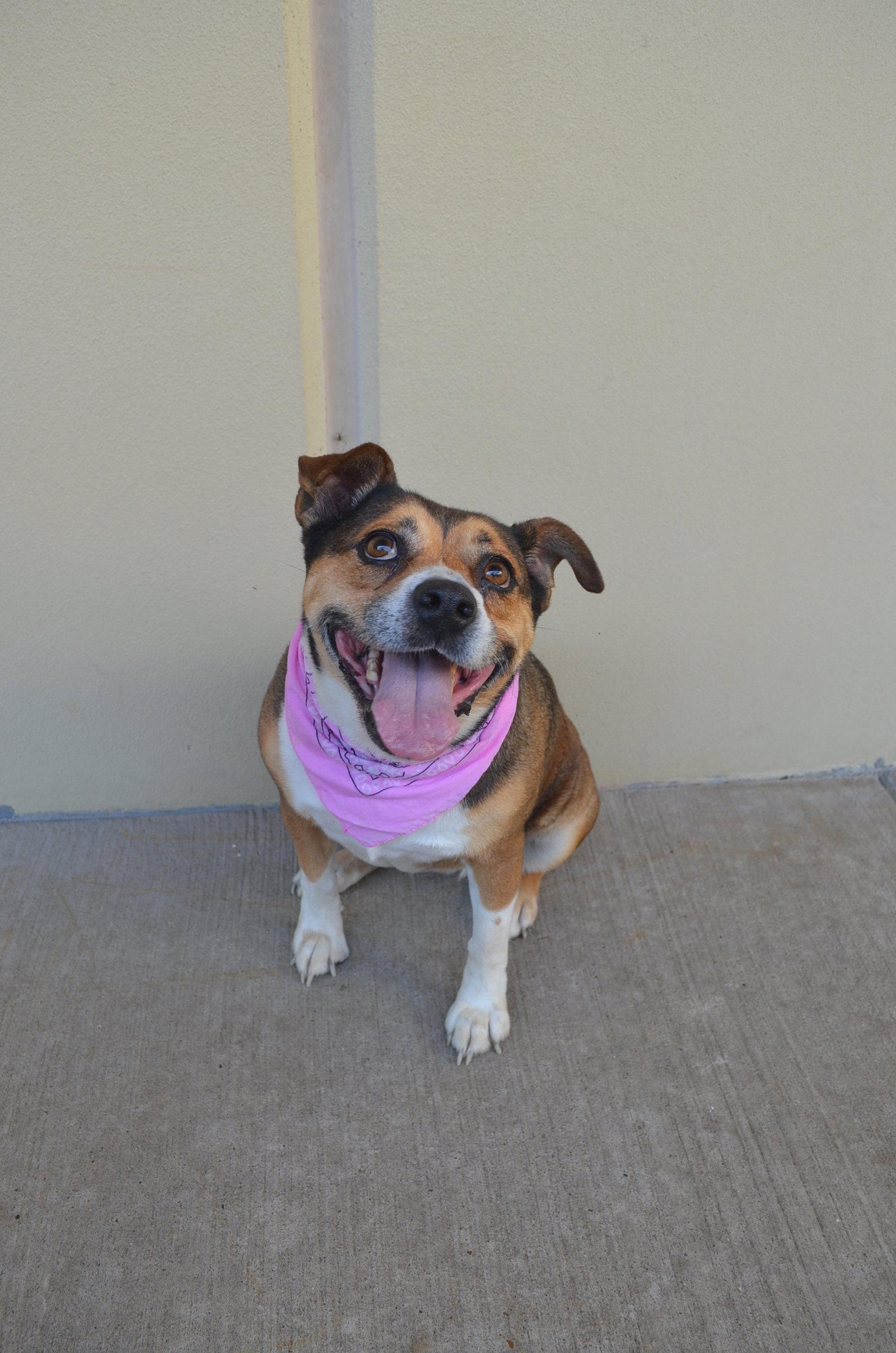 Pup Cup, a Adoptable Mixed Breed in McKinney, TX image 3/3