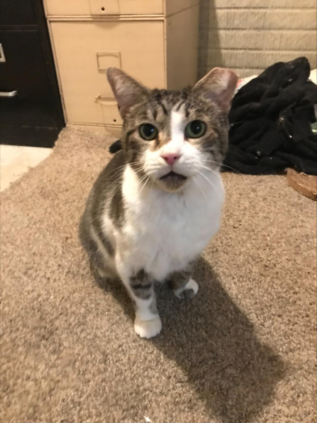 GREYSON, Adopted, Adult Male Domestic Short Hair.