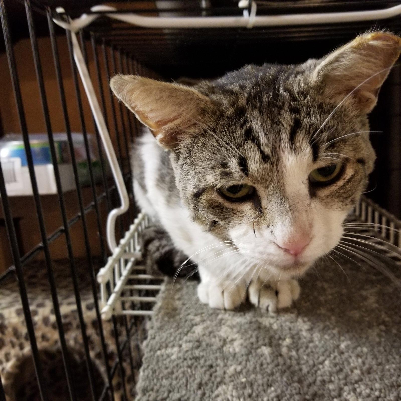 Enlarge GREYSON, a Adopted Domestic Short Hair in Northfield, OH image 2/2
