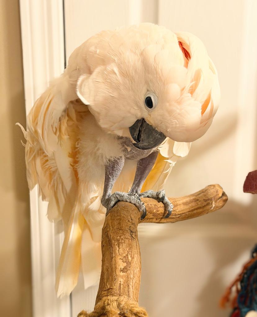 Enlarge Tinker, a Adoptable Cockatoo in Ballwin, MO image 2/3